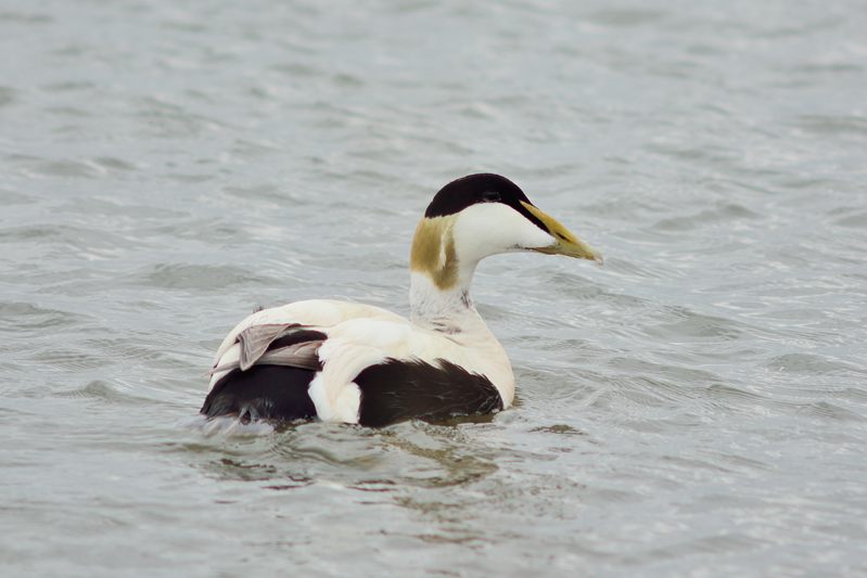 Eider